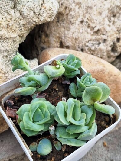 Echeveria Lovely rose - Зображення 2