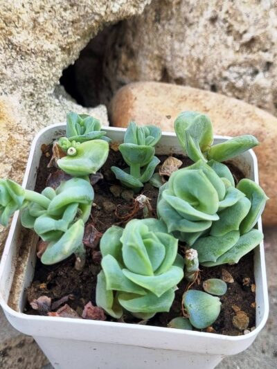 Echeveria Lovely rose