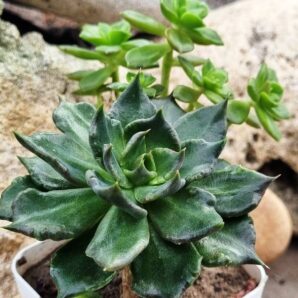 Echeveria Super Bowl
