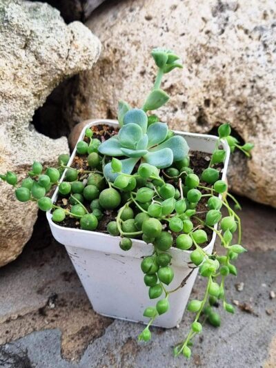 Senecio Rowleyanus - Зображення 2