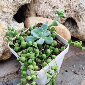Senecio Rowleyanus