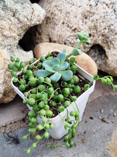 Senecio Rowleyanus