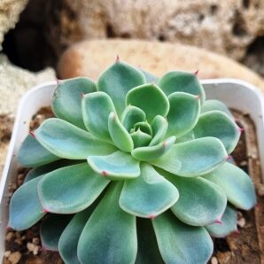 Echeveria Mana mini Hook