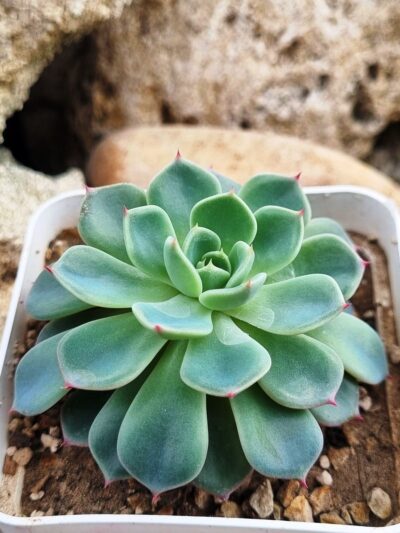 Echeveria Mana mini Hook