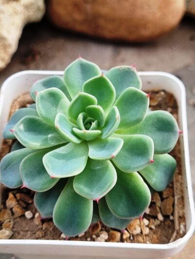Echeveria Mana mini Hook - Зображення 2