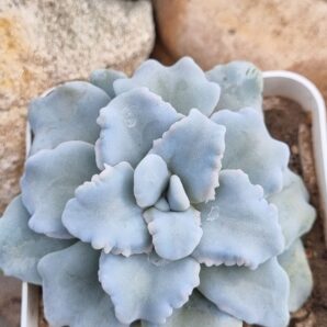 Echeveria Crispate Beauty