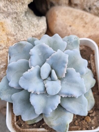 Echeveria Crispate Beauty