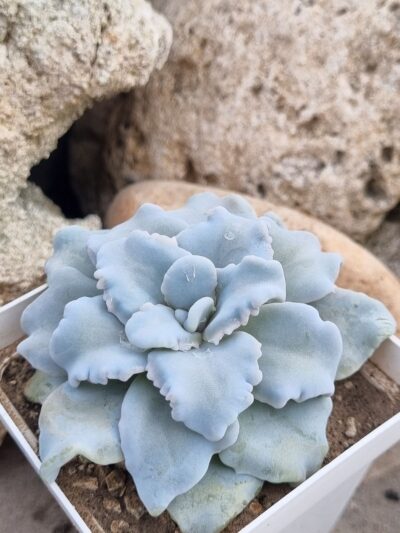 Echeveria Crispate Beauty - Зображення 2