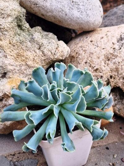 Echeveria Nichi (велика) - Зображення 2