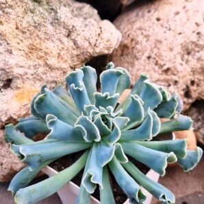 Echeveria Nichi (велика)