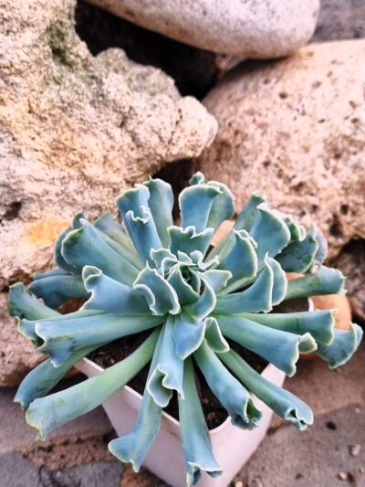Echeveria Nichi (велика)