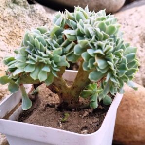 Echeveria Nichi cristata