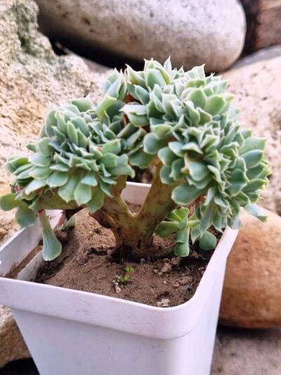 Echeveria Nichi cristata