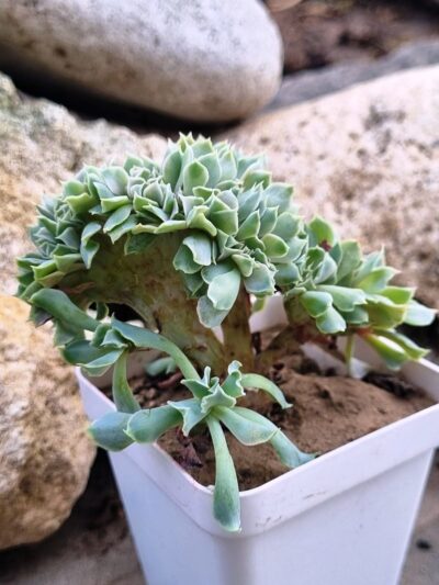 Echeveria Nichi cristata - Зображення 2