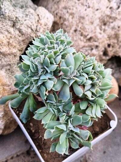Echeveria Nichi cristata - Зображення 3