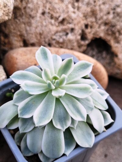 Echeveria Royal Chrisanthemum variegata - Зображення 2