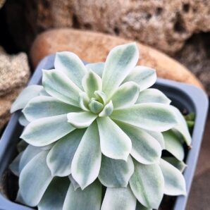 Echeveria Royal Chrisanthemum variegata