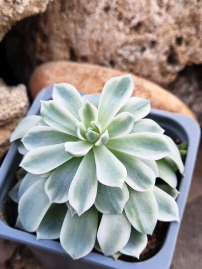 Echeveria Royal Chrisanthemum variegata