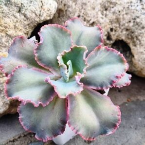 Echeveria Cleopatra