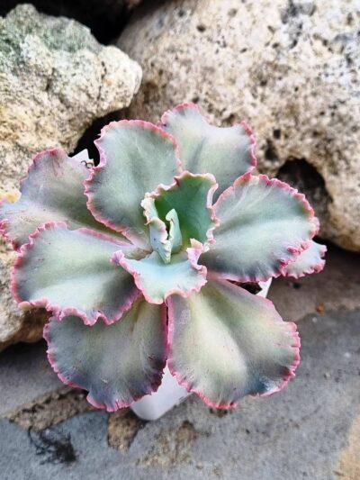Echeveria Cleopatra