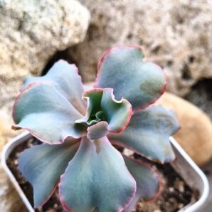 Echeveria Party Dress