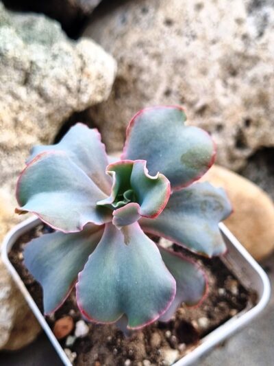 Echeveria Party Dress