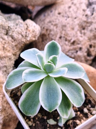 Echeveria Lemon rose var - Зображення 3