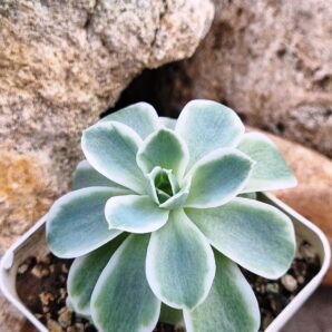 Echeveria Lemon rose var