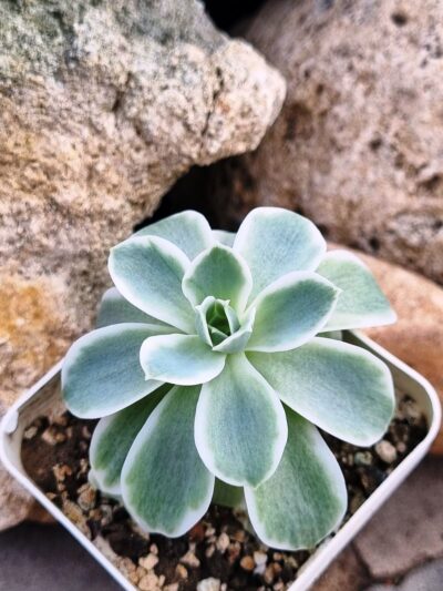 Echeveria Lemon rose var