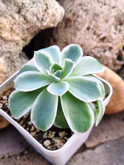Echeveria Lemon rose var - Зображення 2