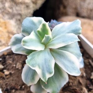 Echeveria Japan Moon River var