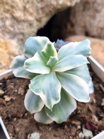 Echeveria Japan Moon River var