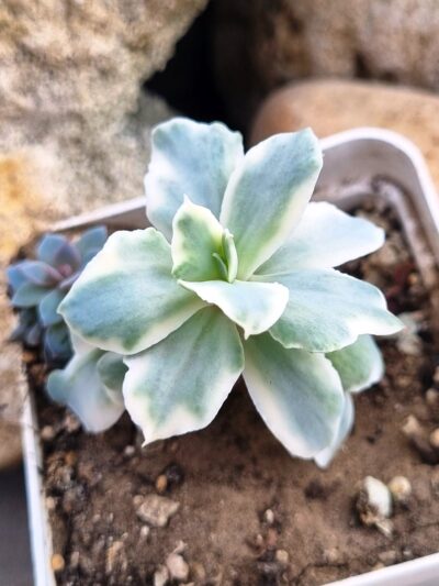 Echeveria Japan Moon River var - Зображення 2