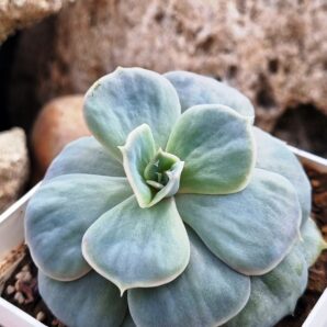 Echeveria Marble var