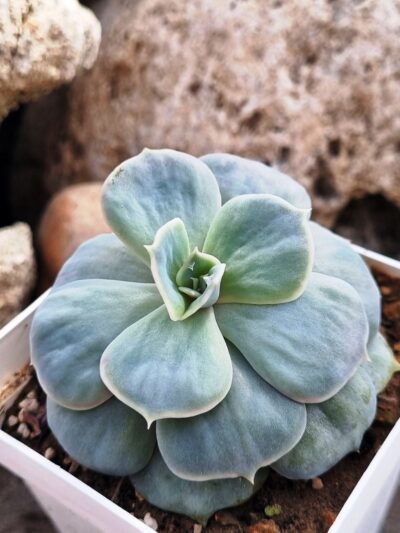 Echeveria Marble var