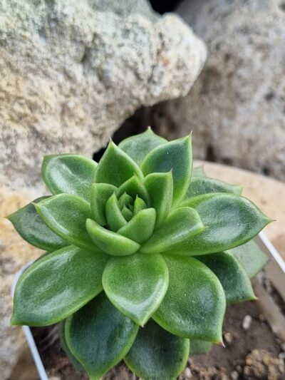 Echeveria Gilva - Зображення 2