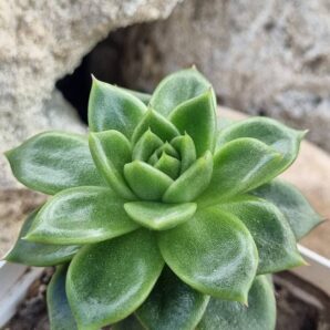 Echeveria Gilva