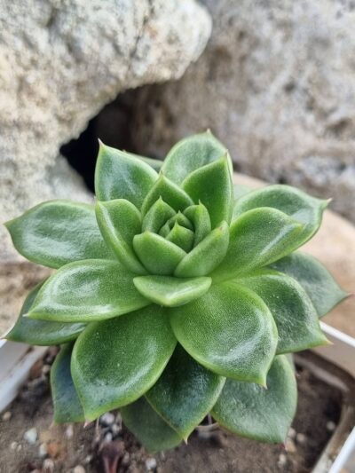 Echeveria Gilva