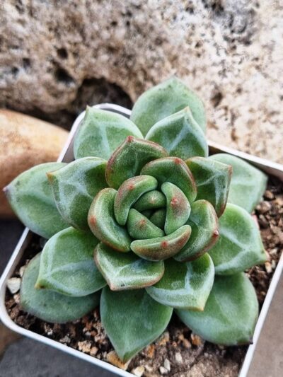 Echeveria Pink Champagne