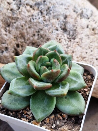 Echeveria Pink Champagne - Зображення 2