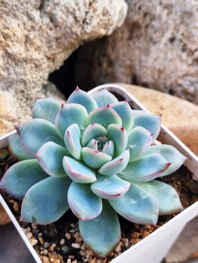 Echeveria Pink Line