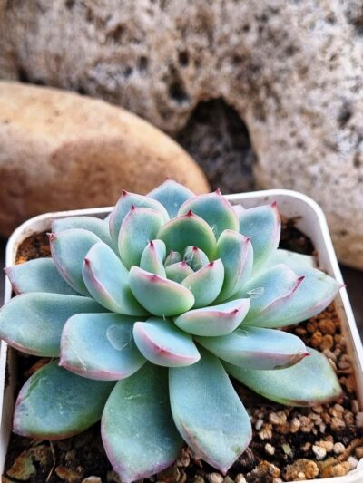 Echeveria Pink Line - Зображення 2