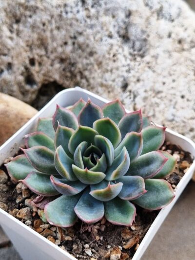 Echeveria Western Blue - Зображення 3