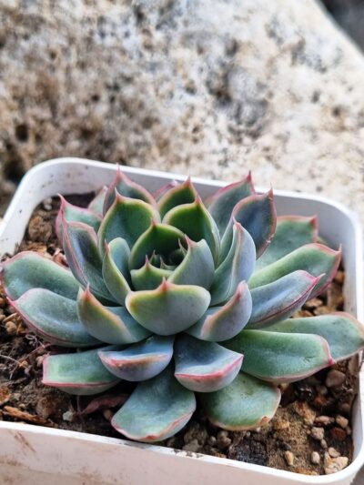 Echeveria Western Blue - Зображення 2