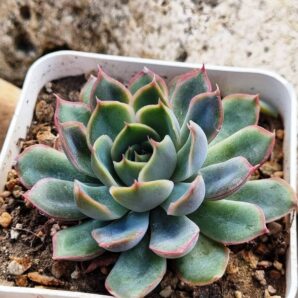 Echeveria Western Blue
