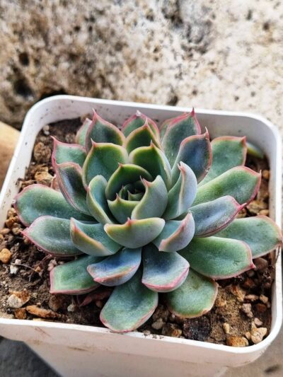 Echeveria Western Blue