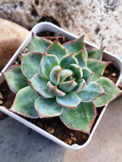 Echeveria Janghon Fairy Korean - Зображення 2