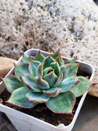 Echeveria Janghon Fairy Korean