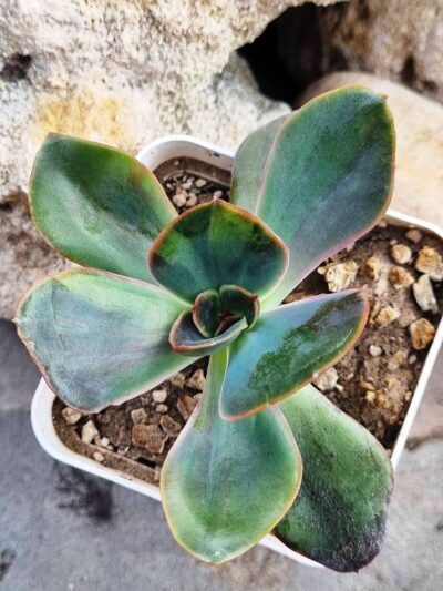 Echeveria Goiabinha variegata - Зображення 3