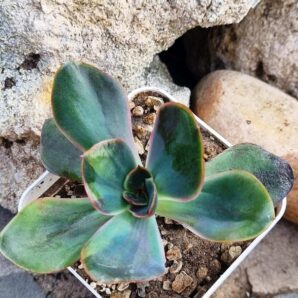 Echeveria Goiabinha variegata